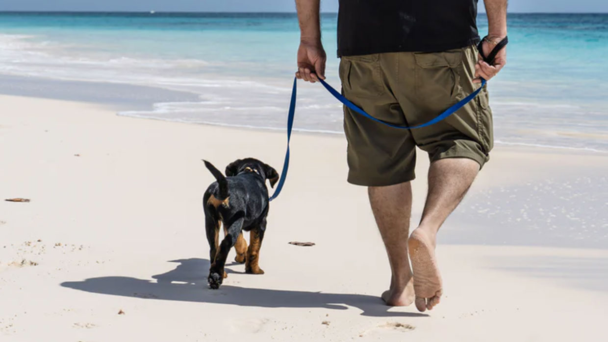 vacances avec son chien