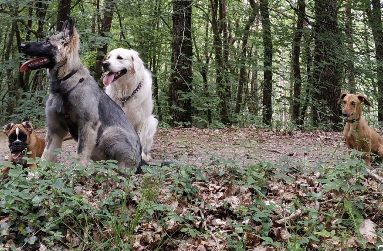 socialisation chiots
